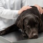 Cachorro preto de porte grande em cima de uma mesa metálica com uma pessoa passando a mão nele.