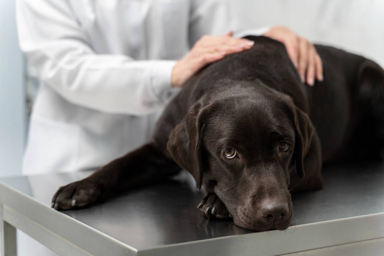 Cachorro preto de porte grande em cima de uma mesa metálica com uma pessoa passando a mão nele.